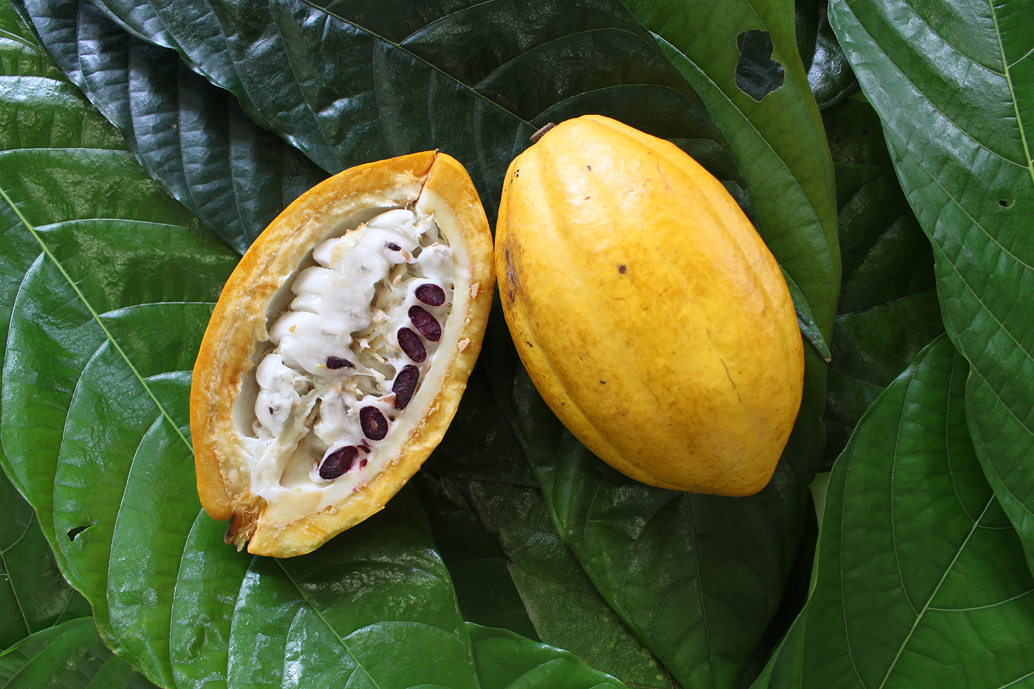 Cacau doce